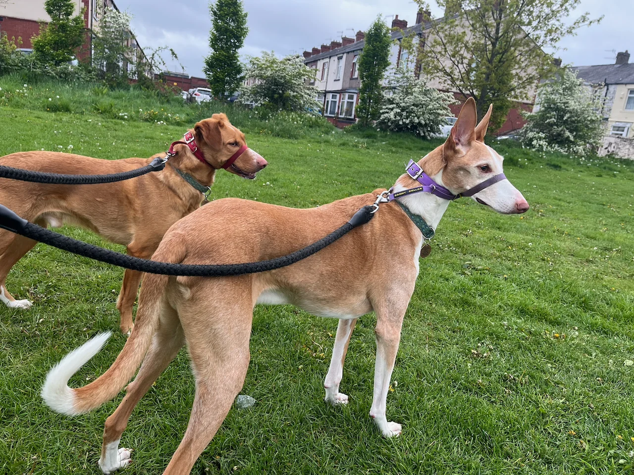 Two podencos stood in a park with terraced housing beyond